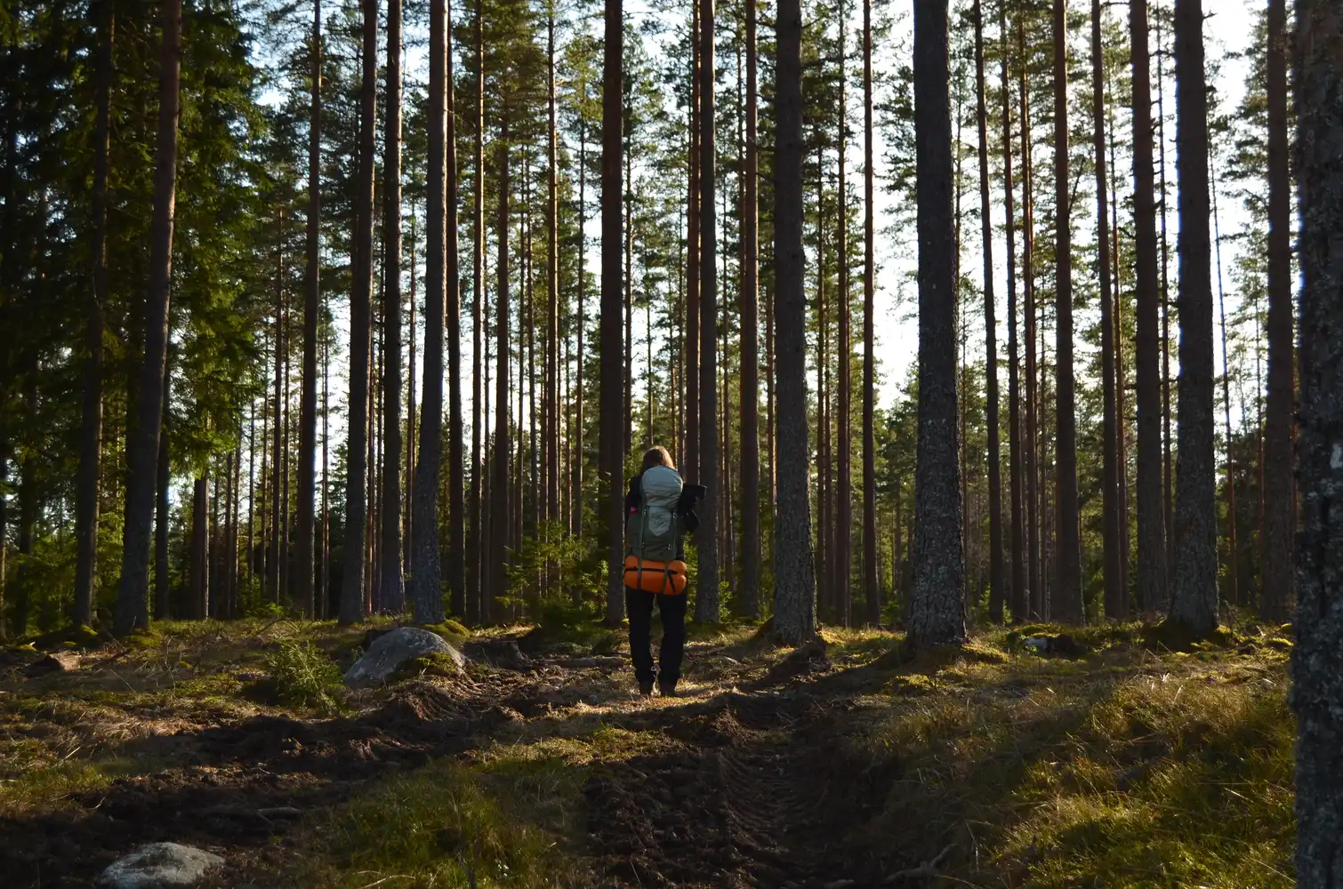 aga in the forest